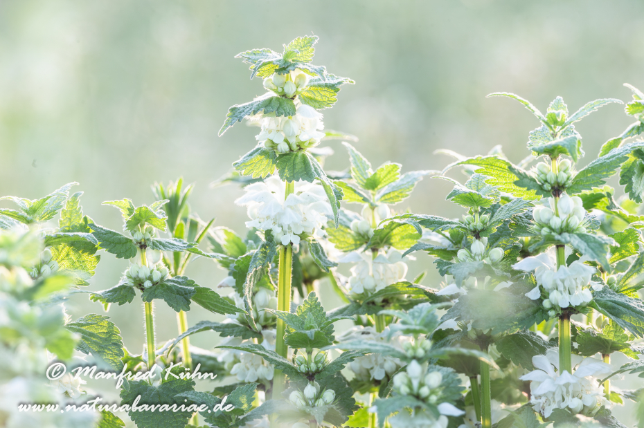 Taubnessel (Weisse)_0012