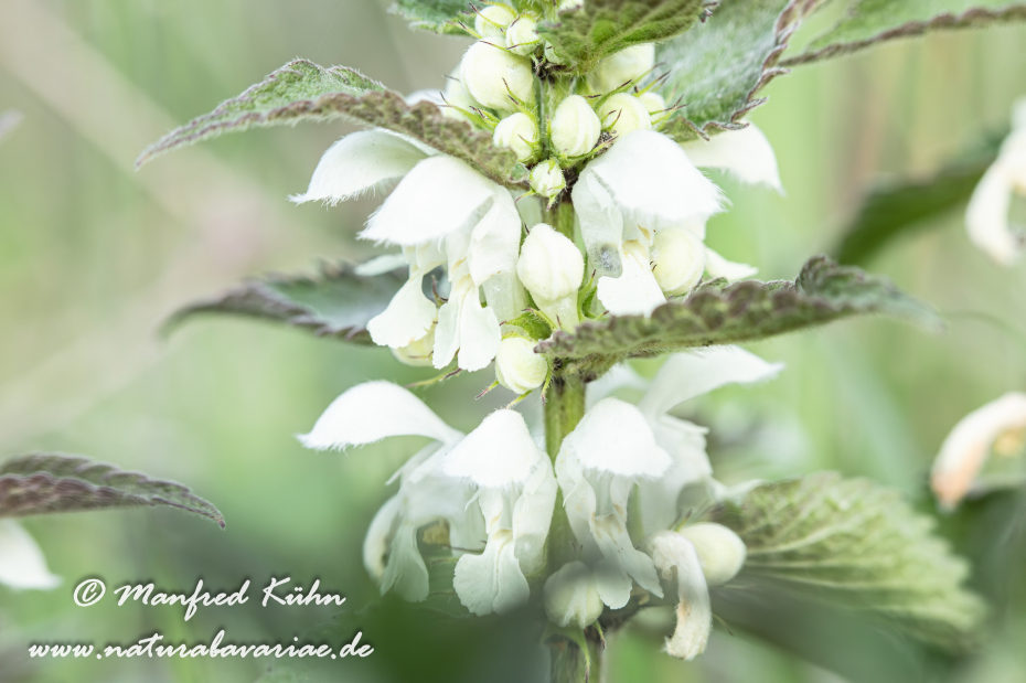 Taubnessel (Weisse)_0021