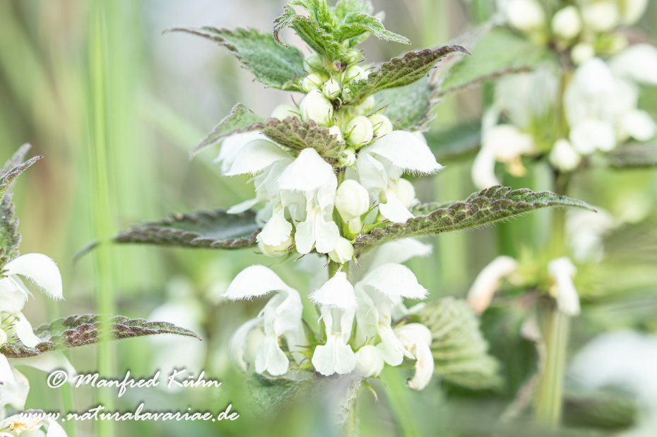 Taubnessel (Weisse)_0022