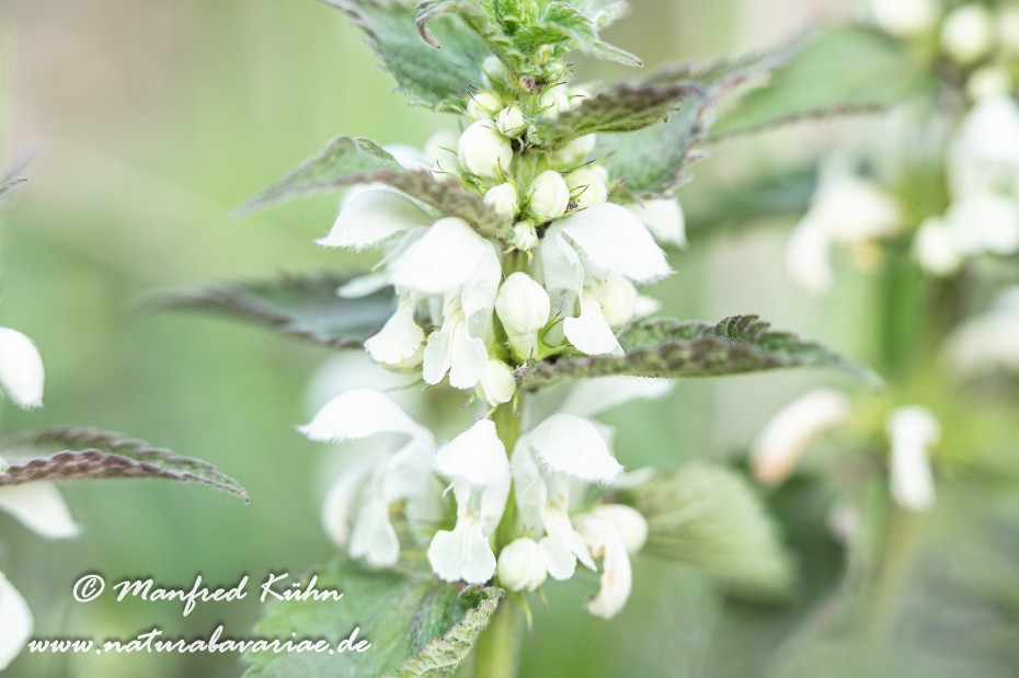 Taubnessel (Weisse)_0025