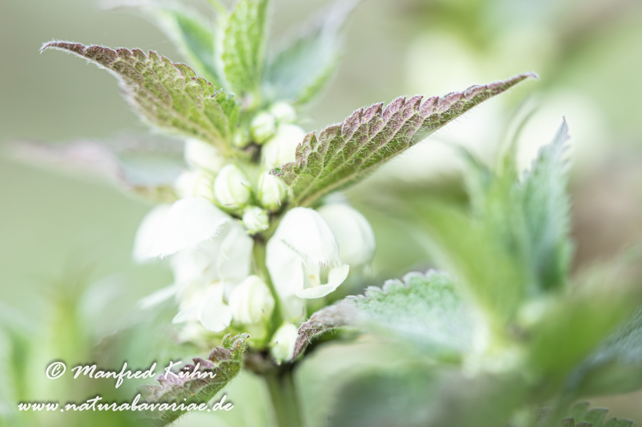 Taubnessel (Weisse)_0026