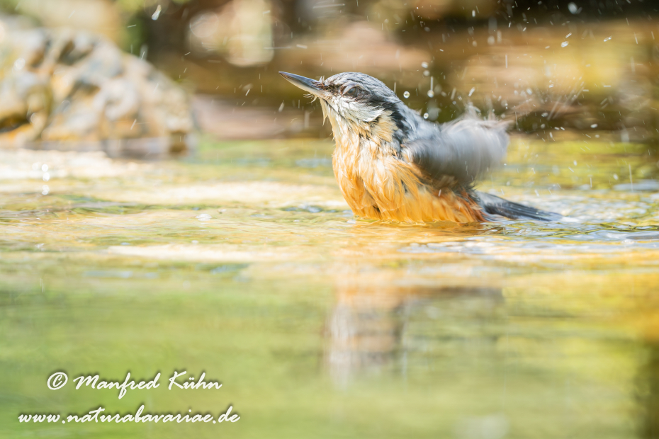 Kleiber ()_0062