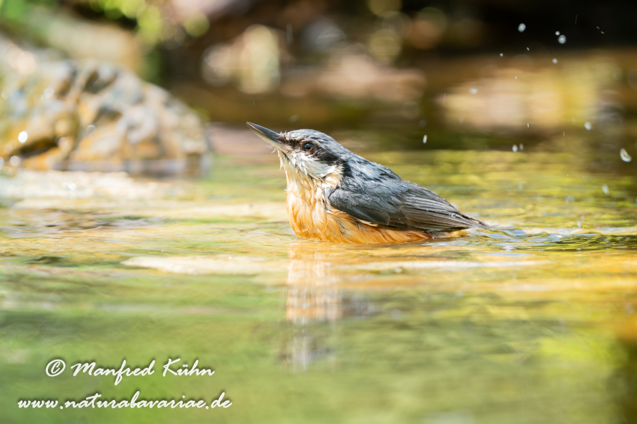 Kleiber ()_0066