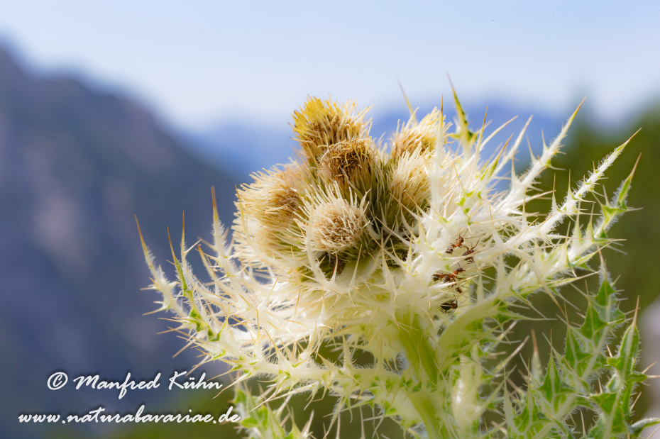 Kratzdistel (Alpen-)_0008