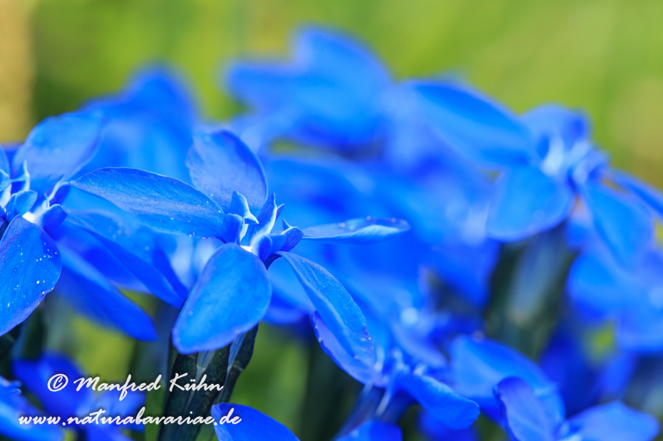 Enzian (Frühlings-)_0011
