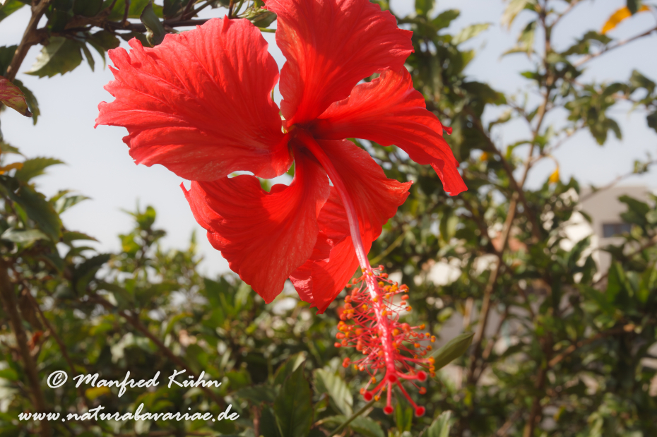 Hibiscus ()_0003