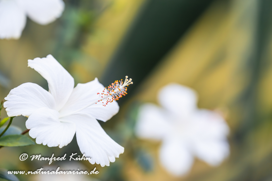Hibiscus (Eibisch)_0007