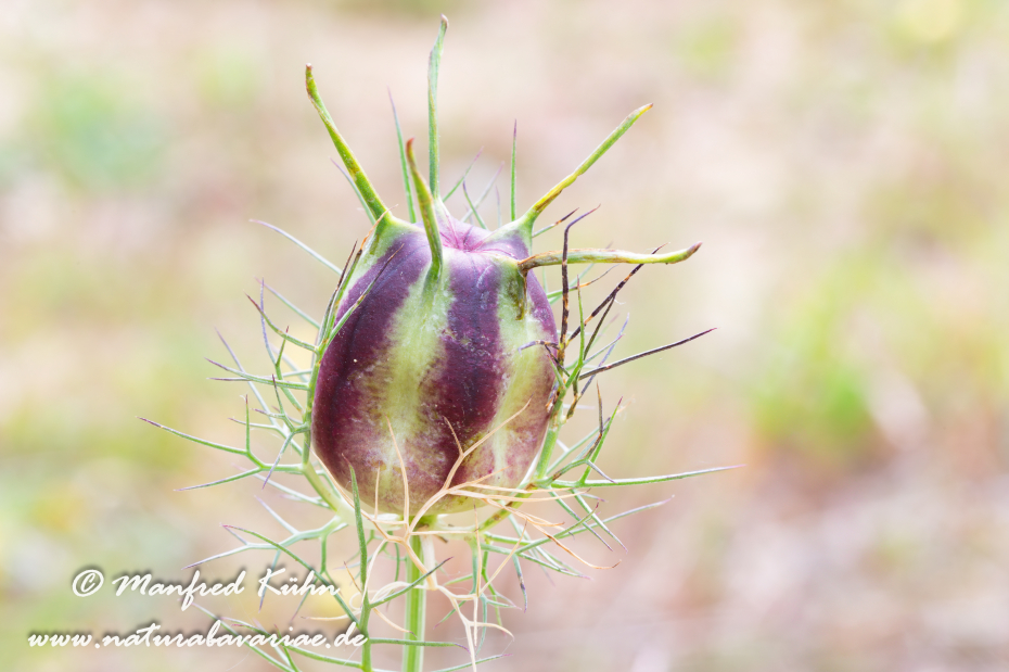 Jungfer_im_Gruenen ()_0004
