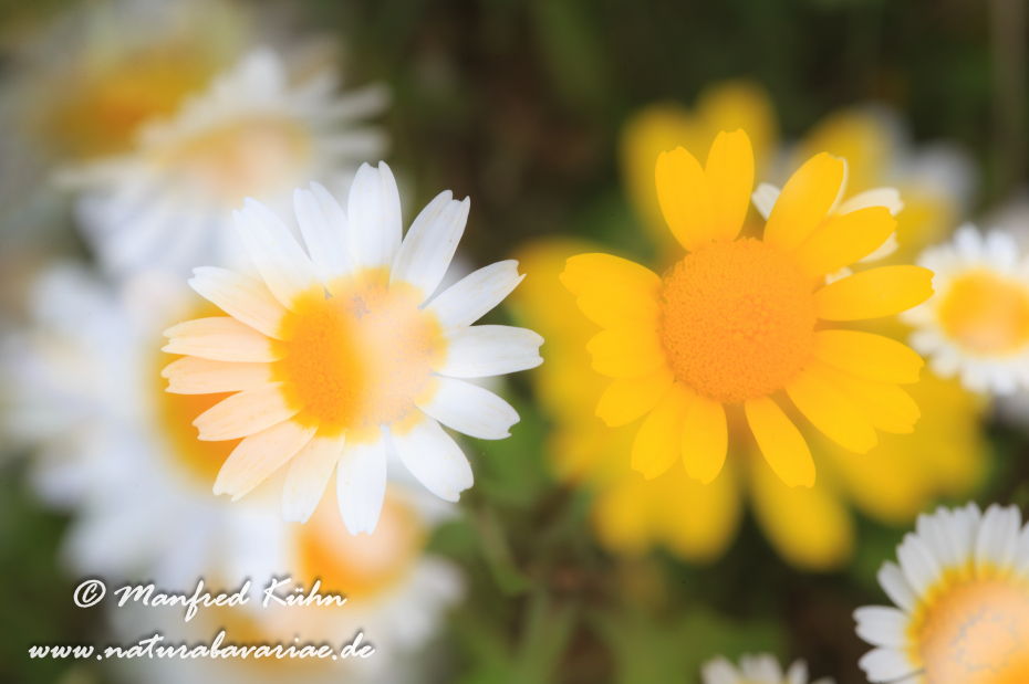 Kronenwucherblume ()_0013