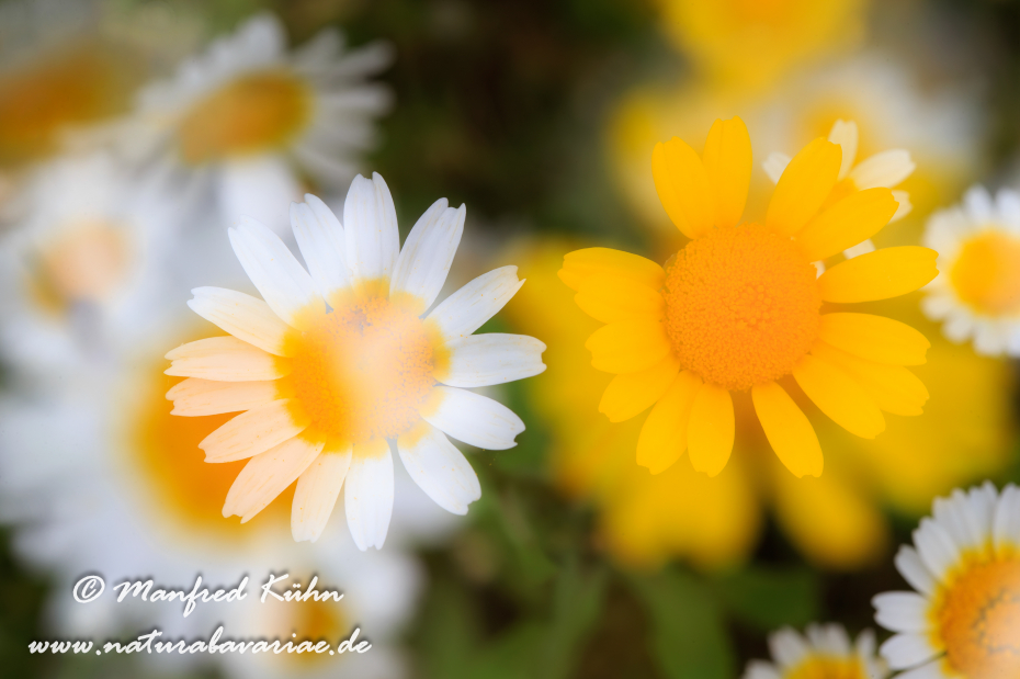 Kronenwucherblume ()_0016