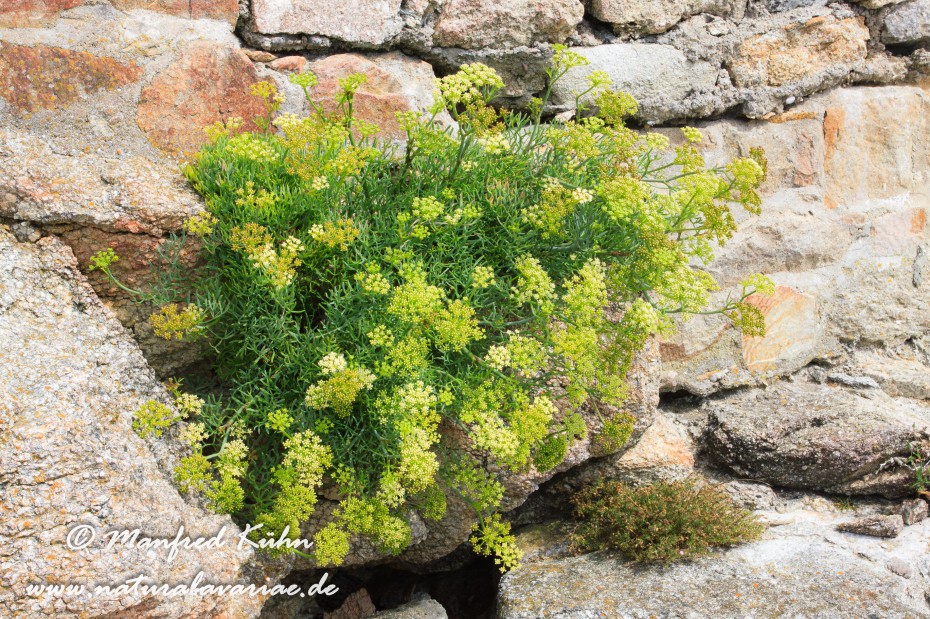 Meerfenchel ()_0003