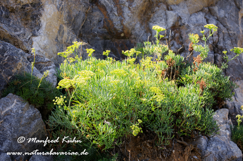 Meerfenchel ()_0004