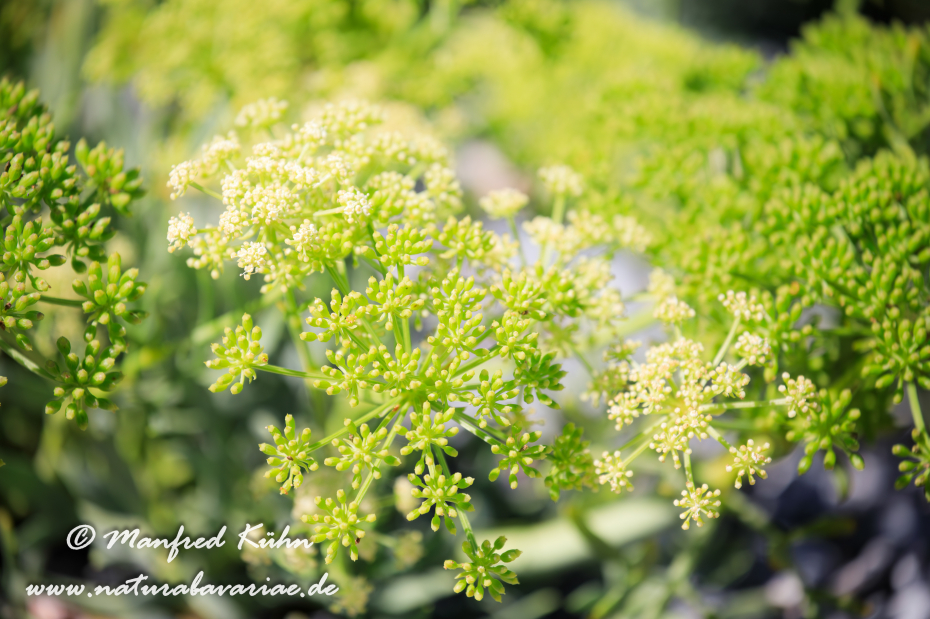 Meerfenchel ()_0008