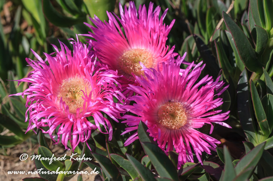Mittagsblume (Essbare)_0003