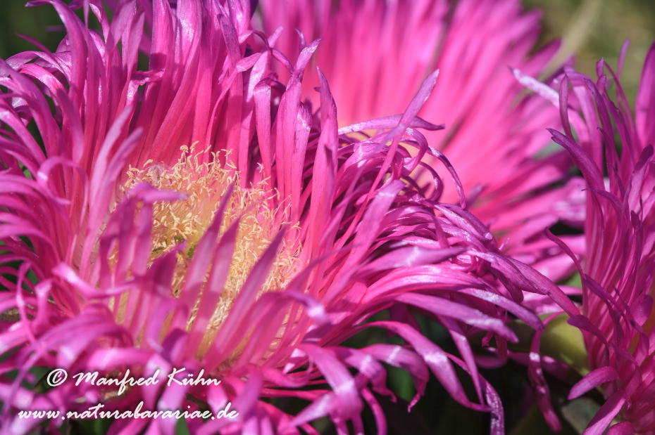 Mittagsblume (Essbare)_0004