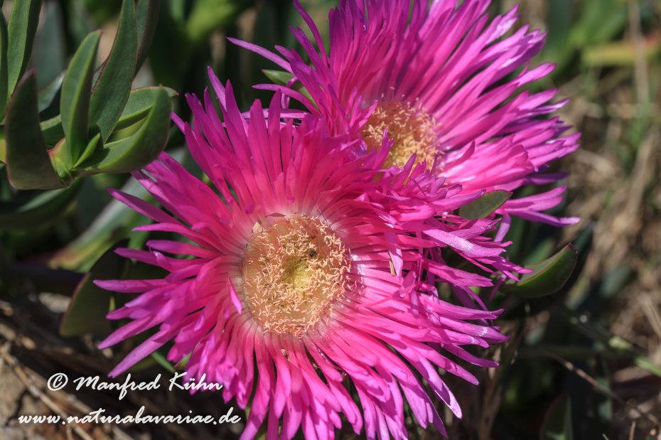 Mittagsblume (Essbare)_0006