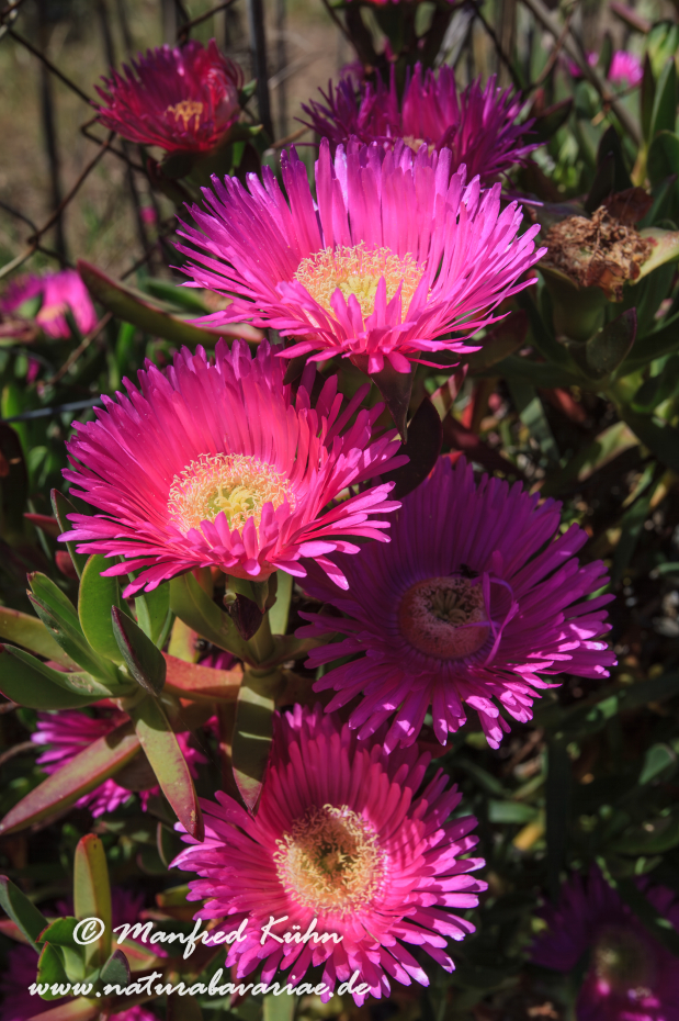 Mittagsblume (essbare)_0009
