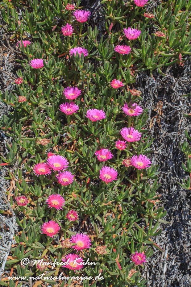 Mittagsblume (essbare)_0011