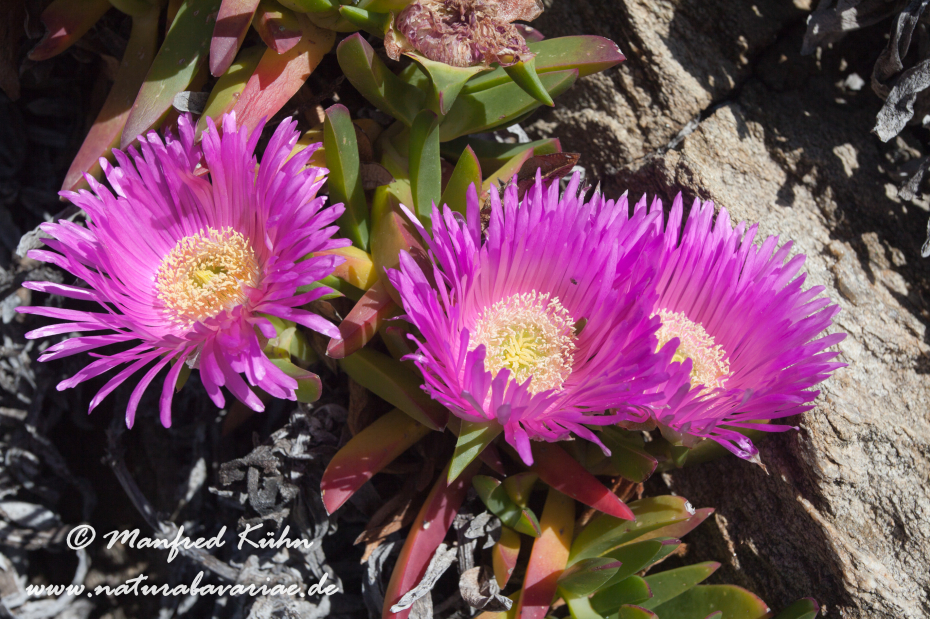 Mittagsblume (essbare)_0012