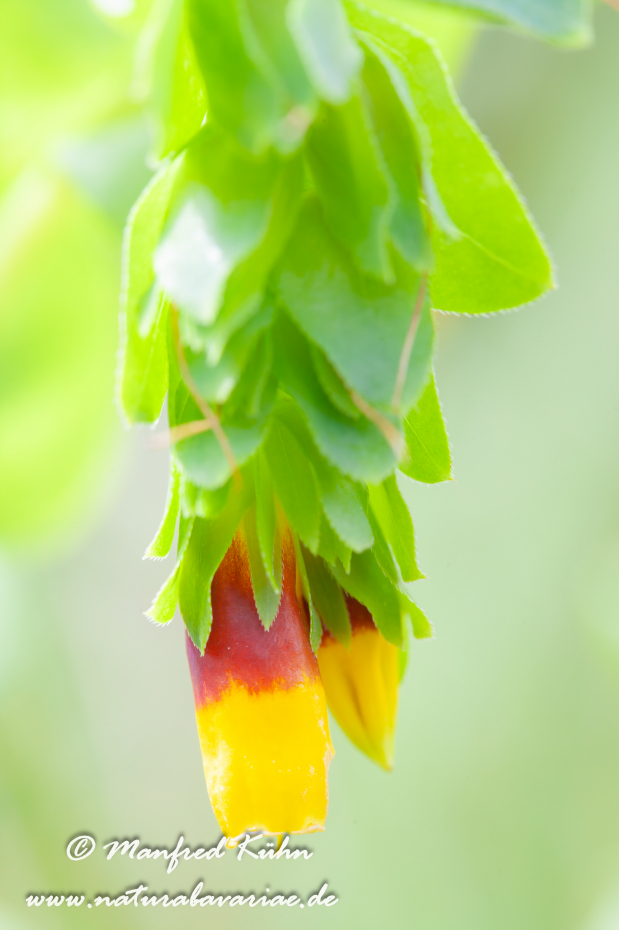 Wachsblume (grosse)_0001