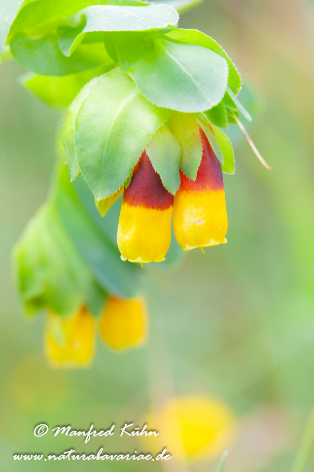 Wachsblume (grosse)_0003