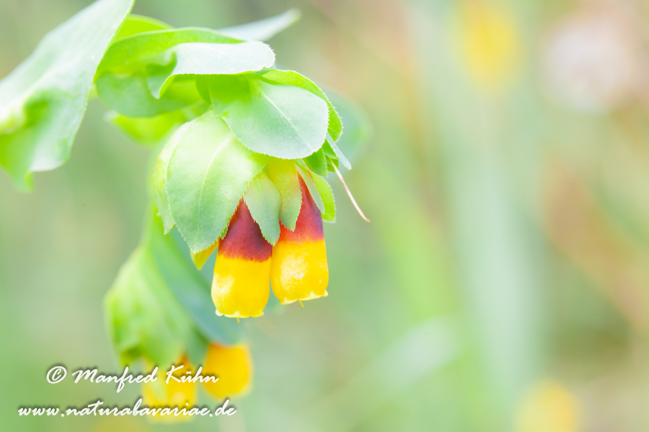 Wachsblume (grosse)_0004