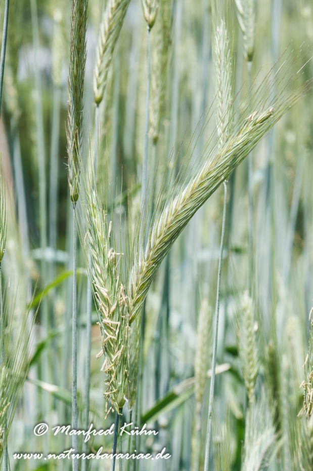 Secale-cereale-ssp-afghanicum_003