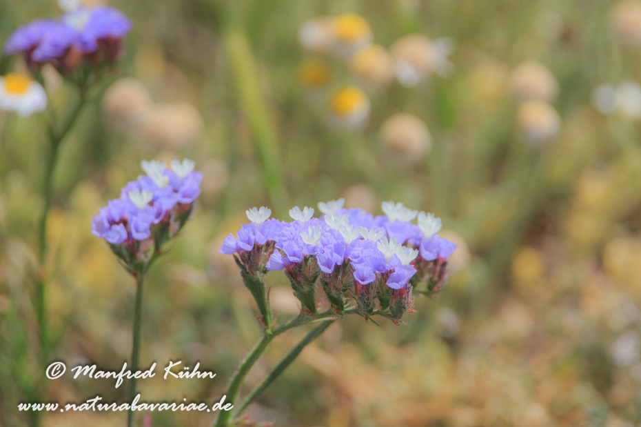 Strandflieder ()_0004