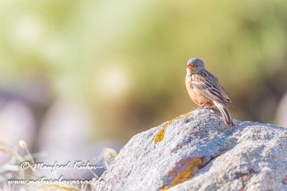 Grauortolan ()_0005