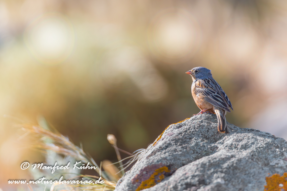 Grauortolan ()_0010