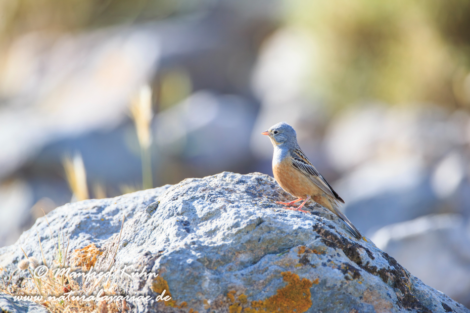 Grauortolan ()_0012