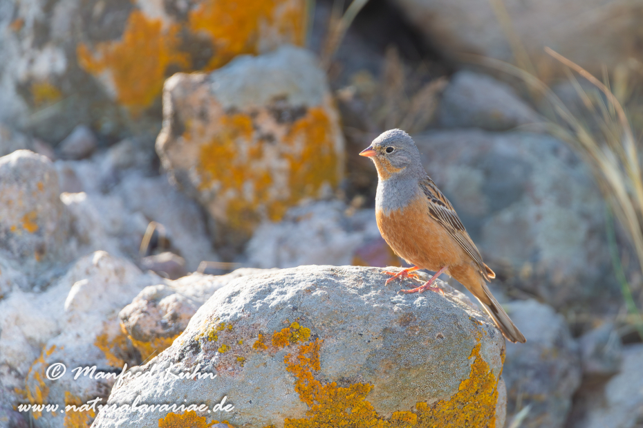Grauortolan ()_0018