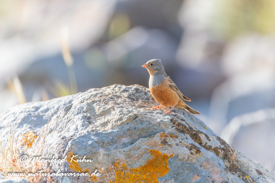 Grauortolan ()_0020