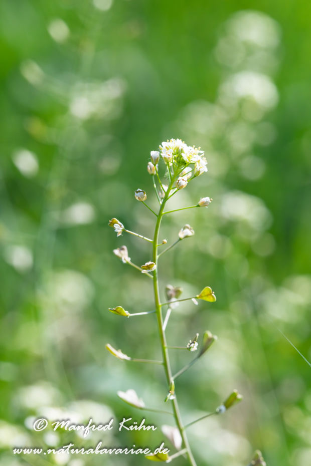 Hirtentäschelkraut ()_0021