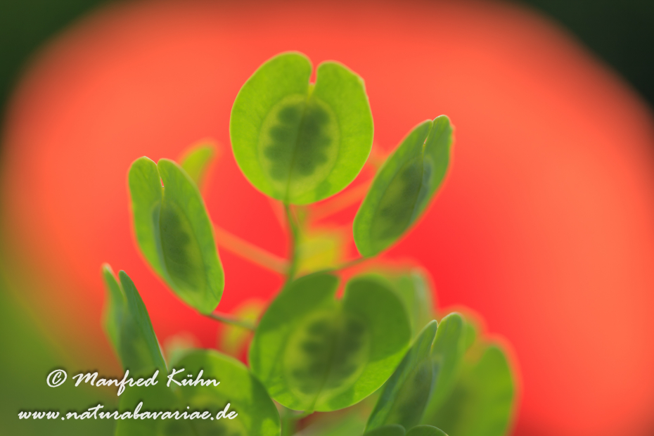 Hirtentäschelkraut ()_0028