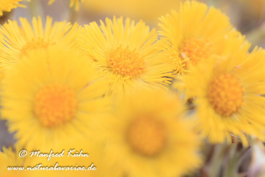 Huflattich ()_0013