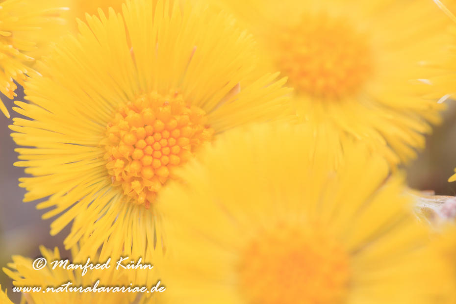 Huflattich ()_0016