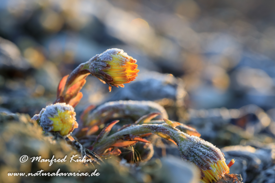 Huflattich ()_0020