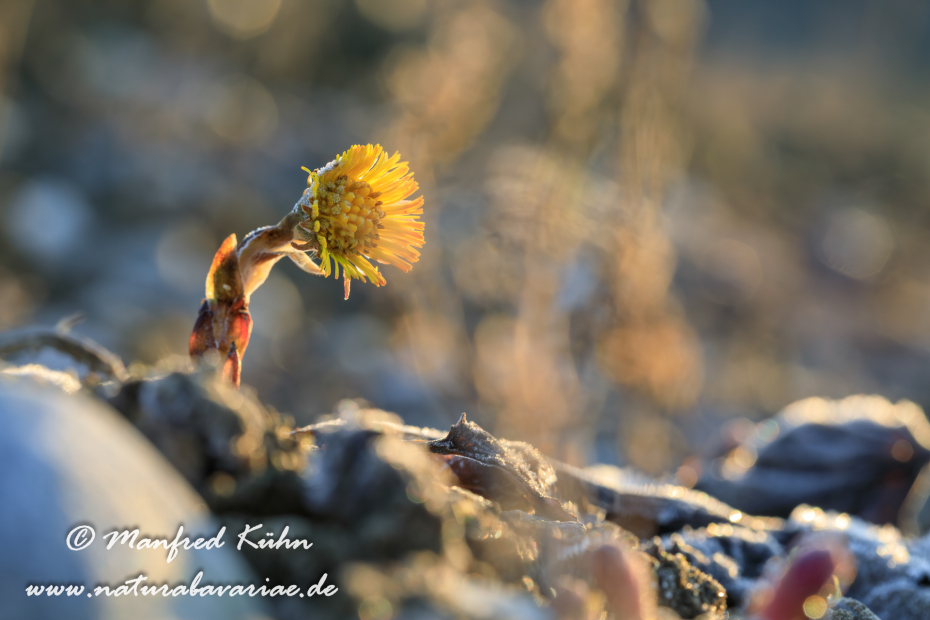 Huflattich ()_0022