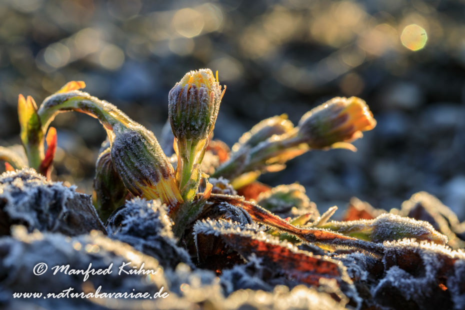 Huflattich ()_0023