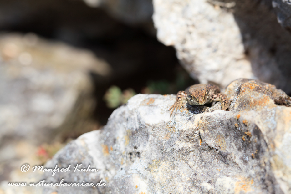 Mauereidechse ()_0012