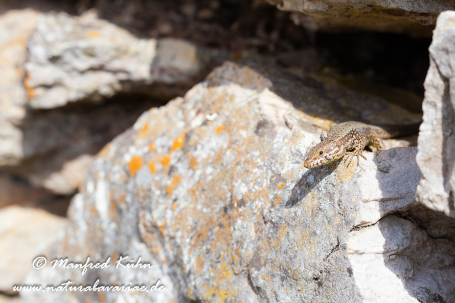 Mauereidechse ()_0013