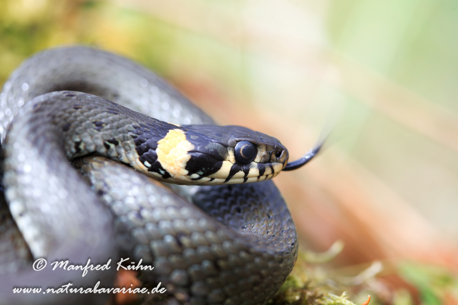 Ringelnatter ()_0026
