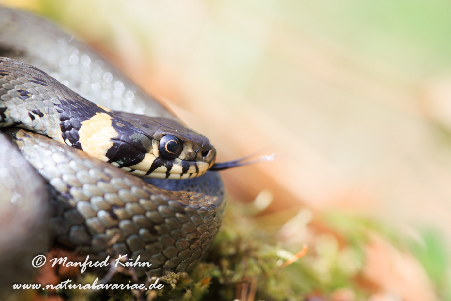 Ringelnatter ()_0028