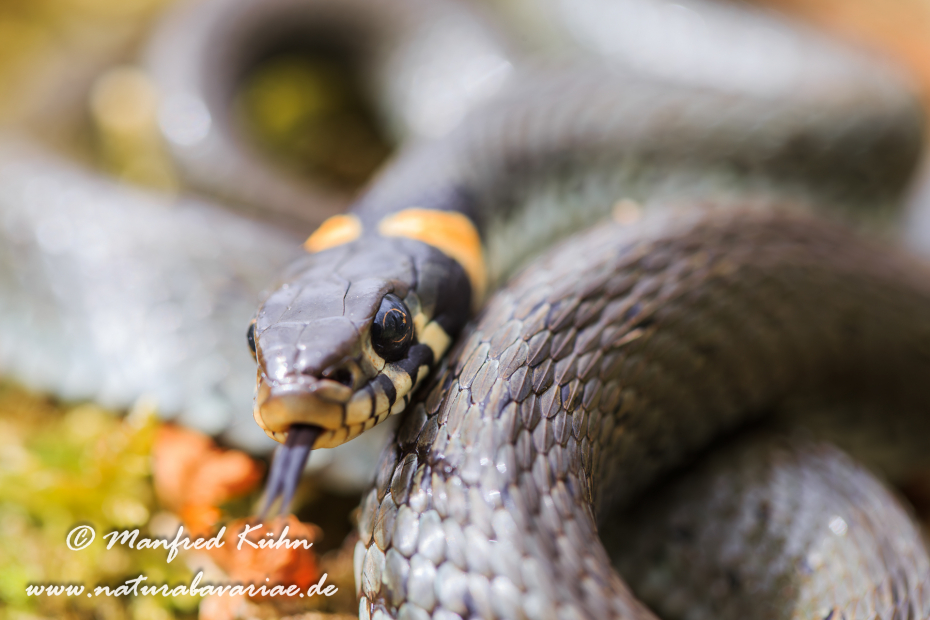 Ringelnatter ()_0041