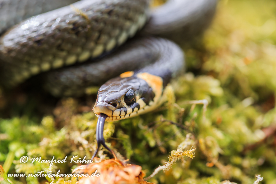 Ringelnatter ()_0044