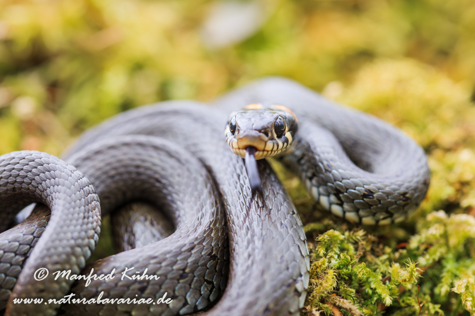 Ringelnatter ()_0047