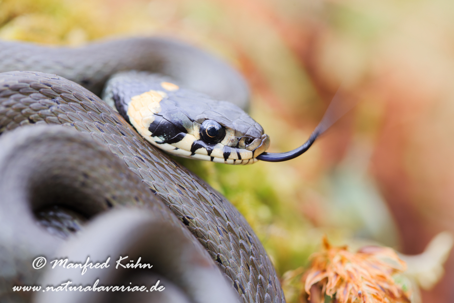 Ringelnatter ()_0050