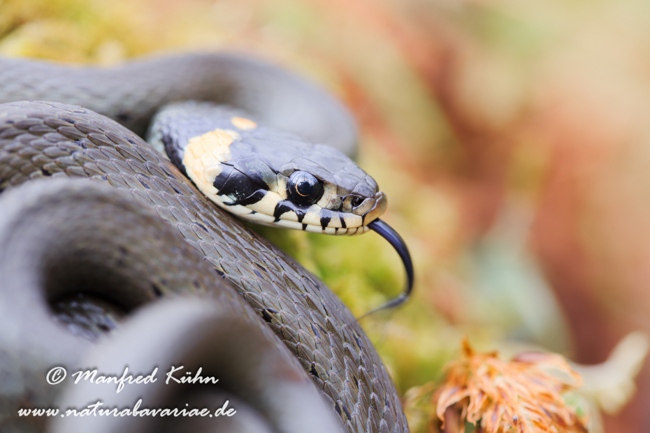 Ringelnatter ()_0051