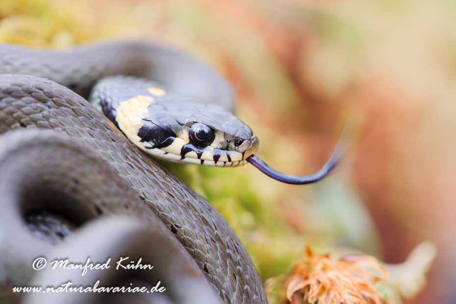 Ringelnatter ()_0053